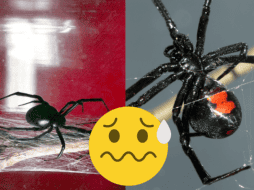 Durante la última semana, en Buctzotz se reportó la presencia de un nido de 