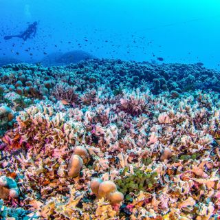 Científicos hallan al coral más grande del mundo y se localiza AQUÍ