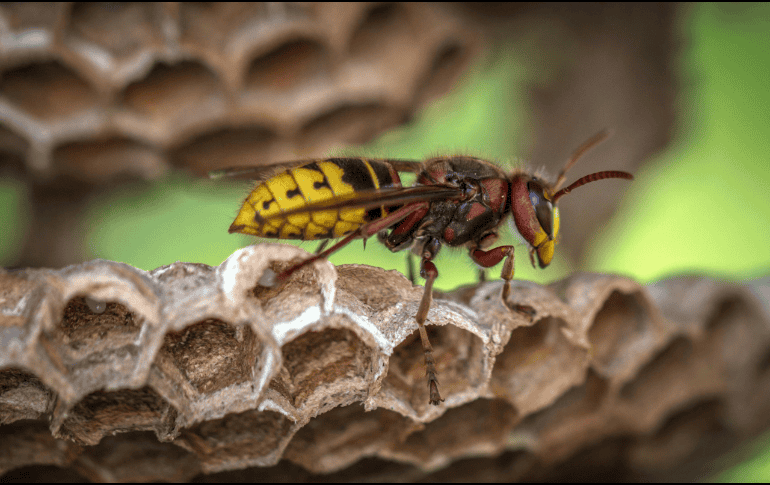El cáncer es la segunda causa principal de muerte en el mundo. Pexels