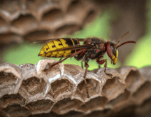 El cáncer es la segunda causa principal de muerte en el mundo. Pexels