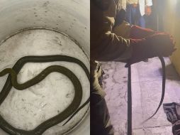 Tras recibir el reporte sobre un animal silvestre que se había metido a una vivienda, los elementos municipales se trasladaron al lugar y encontraron a la culebra. ESPECIAL