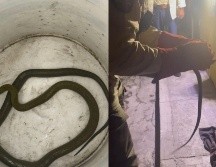 Tras recibir el reporte sobre un animal silvestre que se había metido a una vivienda, los elementos municipales se trasladaron al lugar y encontraron a la culebra. ESPECIAL