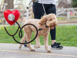 Expertos señalan que caminar es un ejercicio de bajo impacto que pone menos presión sobre las articulaciones mientras fortalece tu corazón y pulmones. ESPECIAL / CANVA