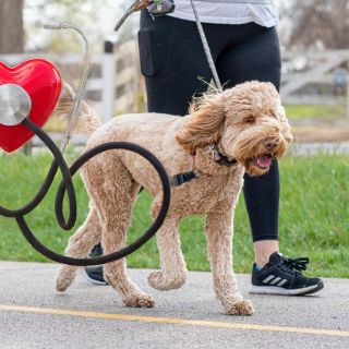 ¿Por qué caminar es tan bueno para la salud?