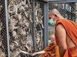 Los monos también invadieron calles y casas cercanas, apunta el comunicado. EFE  / S. KETCHAI