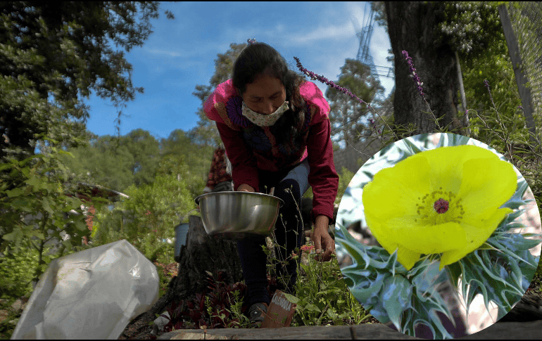 El chicalote es una planta que crece de manera silvestre, por lo que a menudo se le considera maleza. EFE / ARCHIVO / PIXELTOO / DOMINIO PÚBLICO