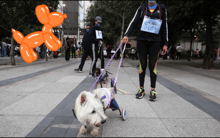 El perrito más longevo se llamaba Bluey, y era un pastor ganadero australiano, el cual vivió hasta los 29 años y 5 meses. SUN / ARCHIVO