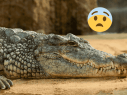 En comparación con otros animales emparentados, esta especie tiene un tamaño medio. Pexels