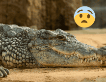 En comparación con otros animales emparentados, esta especie tiene un tamaño medio. Pexels