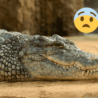 Descubren una nueva especie de cocodrilo en China