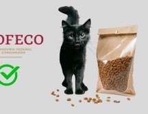 La salud, energía y suavidad de tu gato dependen en buena medida de una correcta nutrición. ESPECIAL/Pexels y Pixabay