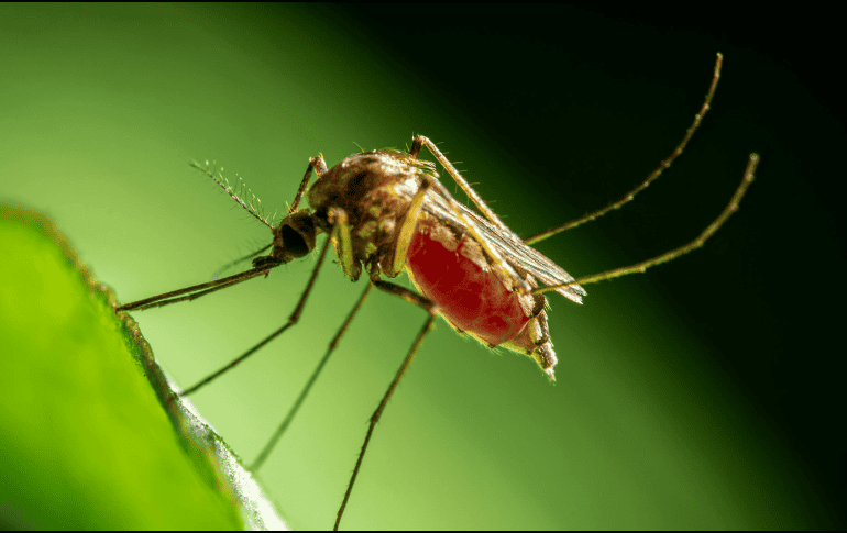 Algunos anticuerpos humanos son capaces de atacar a las proteínas responsables de la malaria severa. Pexels