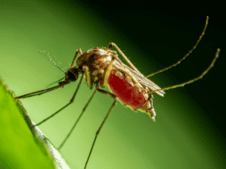 Algunos anticuerpos humanos son capaces de atacar a las proteínas responsables de la malaria severa. Pexels