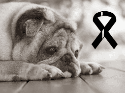 Es fundamental que los dueños ofrezcan consuelo y atención a sus mascotas durante este difícil proceso. FREEPIK