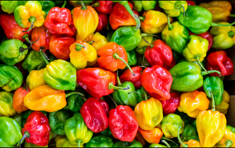 Casi el 50 por ciento de su producción se realiza bajo la modalidad de agricultura protegida (invernadero, malla sombra o macro túnel). CANVA