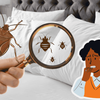 ¡Adiós, chinches! Elimina las plagas fácilmente con este remedio casero