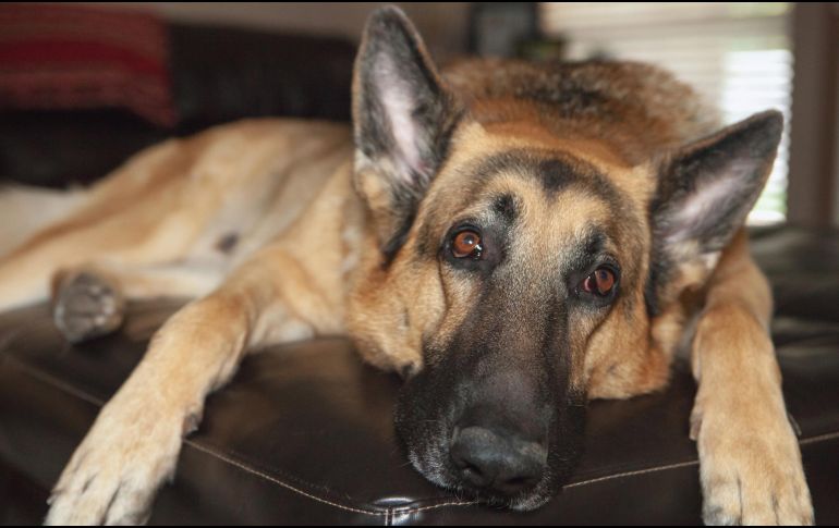 Ver envejecer a tu mejor amigo es un proceso duro y más aún si se encuentra en la familia desde cachorro. ESPECIAL / CANVA 