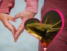 El hábitat de estos pequeños anfibios se ha visto comprometido en los últimos años. ESPECIAL/EFE/Archivo y Pexels