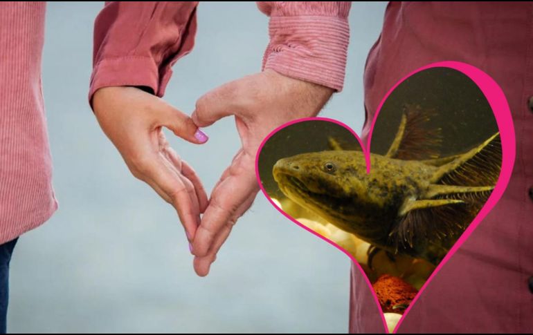 El hábitat de estos pequeños anfibios se ha visto comprometido en los últimos años. ESPECIAL/EFE/Archivo y Pexels