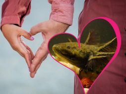 El hábitat de estos pequeños anfibios se ha visto comprometido en los últimos años. ESPECIAL/EFE/Archivo y Pexels