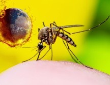 El dengue ya es endémico en más de 130 países y, con el aumento de las temperaturas, los mosquitos vectores se están propagando más allá de las zonas tropicales y subtropicales. ESPECIAL / CANVA