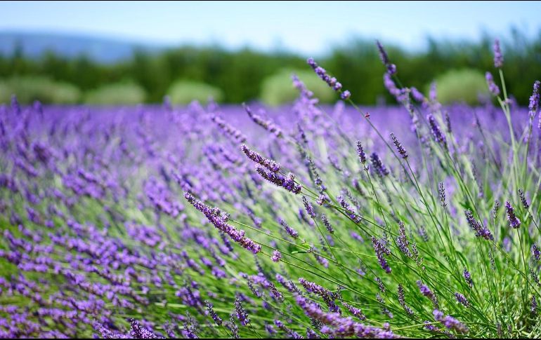 Estas plantas poseen un olor que resulta desagradable para las chinches. Pixabay.