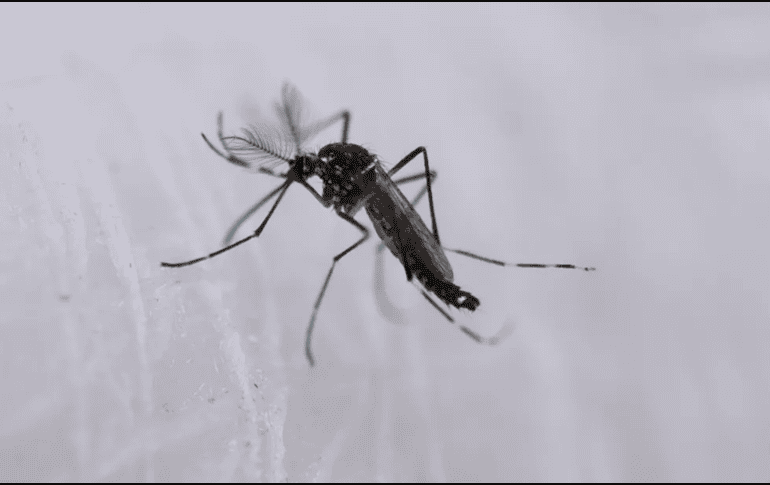 La persistencia de mitos infundados dificulta el control efectivo de esta enfermedad. EFE / ARCHIVO