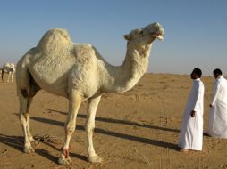 Organizaciones internacionales han señalado que las reformas son insuficientes frente a las restricciones a derechos políticos y libertades civiles. ESPECIAL/ Imagen de Wolfgang Inderwies en Pixabay