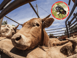 Este gusano es potencialmente letal. CANVA / EL INFORMADOR / ARCHIVO