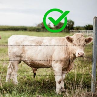 Descartan gusano barrenador en Tamaulipas; continúan exportaciones de ganado a EU