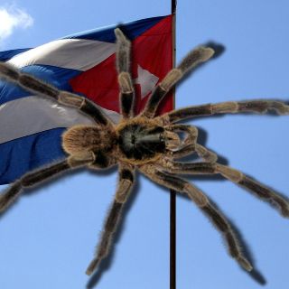 Descubren nueva especie de tarántula grande y peluda en Cuba (FOTO)