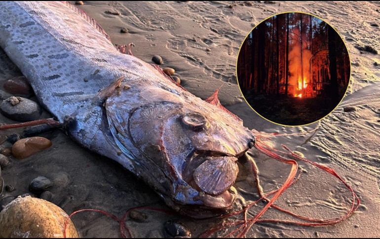 El pez remo ha sido culturalmente vinculado con eventos apocalípticos y terremotos. CANVA / FACEBOOK @Scripps Institution of Oceanography