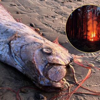 Pez remo aparece en California y desata teorías sobre el fin del mundo (FOTOS)