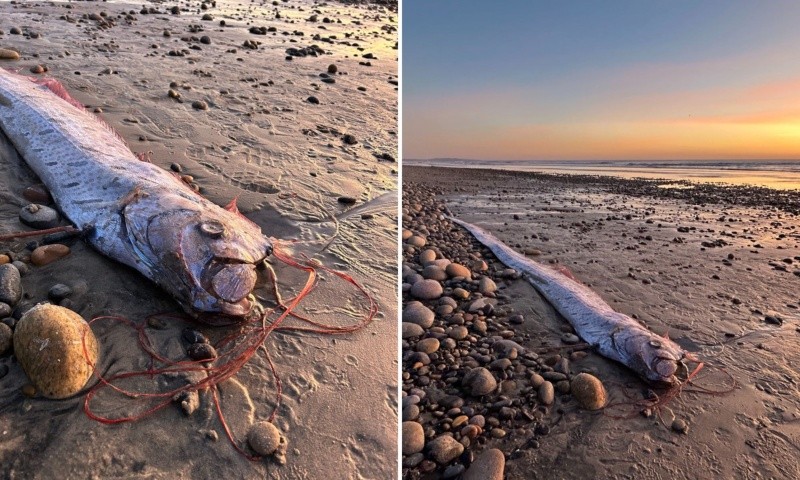 El pez, de unos 9 a 10 pies (aproximadamente 3 metros), fue transportado al Southwest Fisheries Science Center para su análisis. FACEBOOK @Scripps Institution of Oceanography