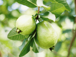 La guayaba es conocida por sus propiedades benéficas. Pexels