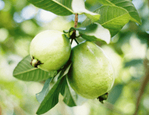 La guayaba es conocida por sus propiedades benéficas. Pexels