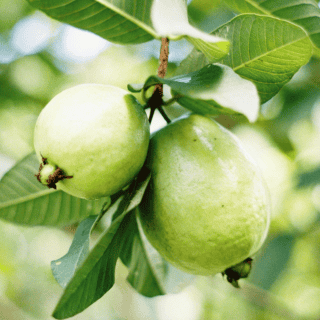 Estas son las enfermedades que ayudan a curar las hojas de guayaba