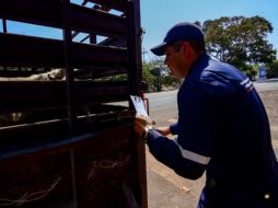 Se instalaron  Puntos de Verificación de Inspección para revisar los cargamentos de ganado. ESPECIAL