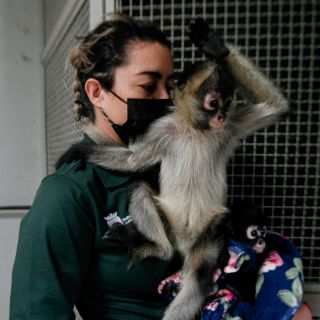 Incrementan decomisos de especies exóticas en el Edomex