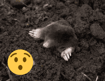 Estos animales son excavadores, conocidos por su gran habilidad para hacer túneles y caminos a través de la hojarasca, la vegetación y el suelo. Pexels