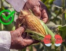 La infusión de pelos de elote tiene efectos diuréticos. ESPECIAL/Pexels