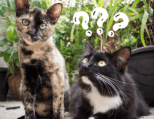 Los gatos son animales únicos y fascinantes. Pixabay