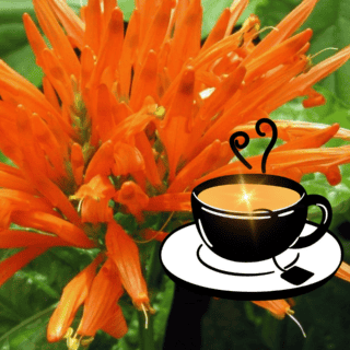 ¿Para qué sirve el té de muicle?