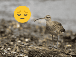 Se estima que la probabilidad de que esta ave haya sobrevivido hasta la actualidad es de 0.4 por ciento. Flickr