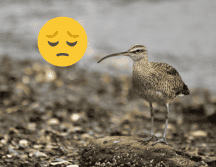 Se estima que la probabilidad de que esta ave haya sobrevivido hasta la actualidad es de 0.4 por ciento. Flickr