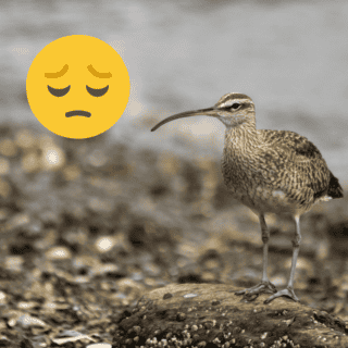 Esta ave ha sido confirmada extinta por culpa de los humanos