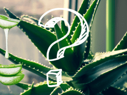 En EL INFORMADOR compartimos algunos de los beneficios y usos más comunes de la sábila en la salud, así como otros datos curiosos que seguramente no conocías. ESPECIAL/ CANVA