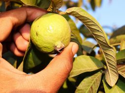 Es importante desinfectar muy bien los ingredientes antes de su uso para evitar cualquier contaminación en el té de guayabba. ESPECIAL/Imagen de Rizwan Ali en Pixabay