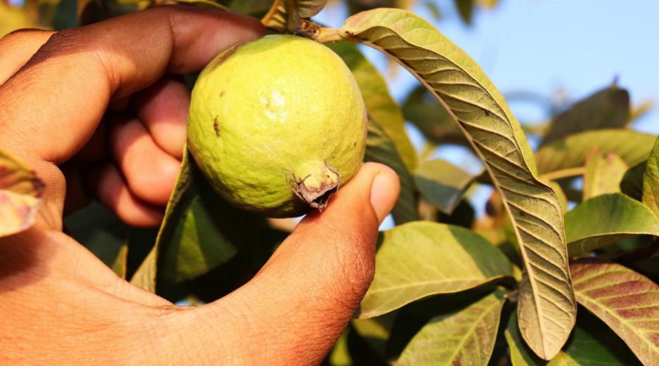 Es importante desinfectar muy bien los ingredientes antes de su uso para evitar cualquier contaminación en el té de guayabba. ESPECIAL/Imagen de Rizwan Ali en Pixabay