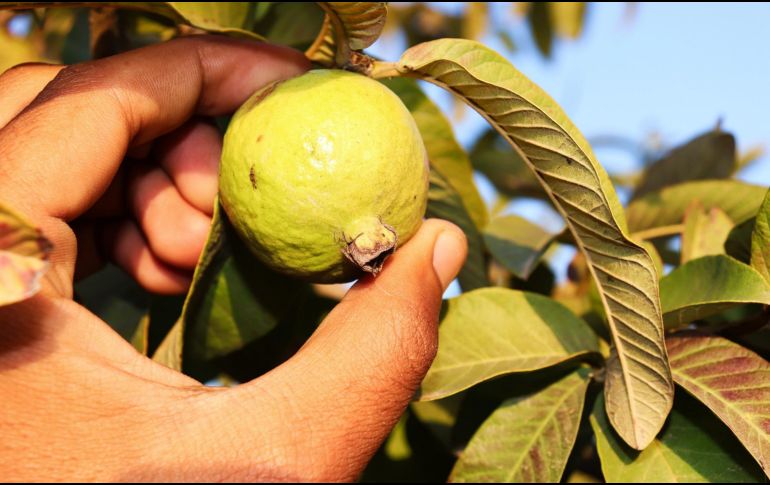 Es importante desinfectar muy bien los ingredientes antes de su uso para evitar cualquier contaminación en el té de guayabba. ESPECIAL/Imagen de Rizwan Ali en Pixabay